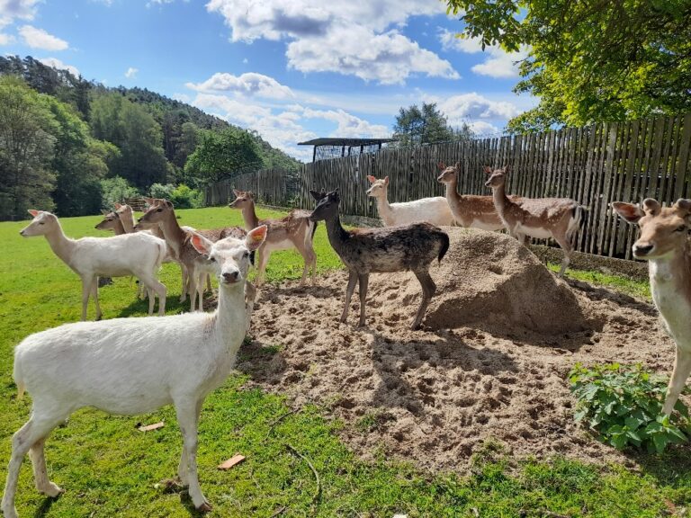 Zoopark jeleni Homole